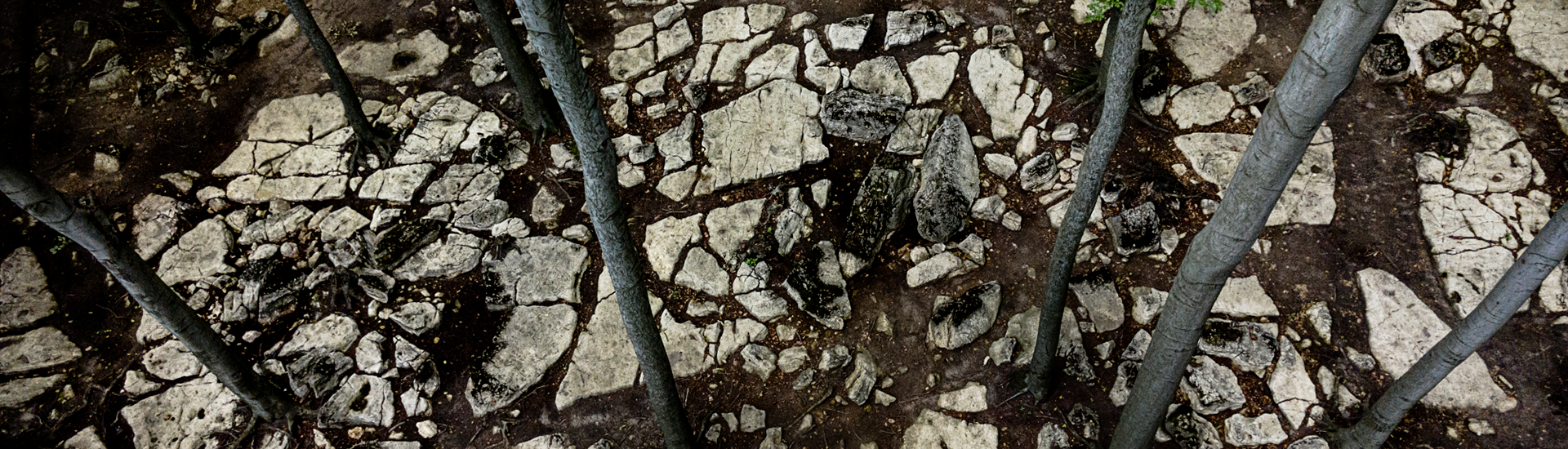 Dabrowa-Gornicza-bukowa3_desktop
