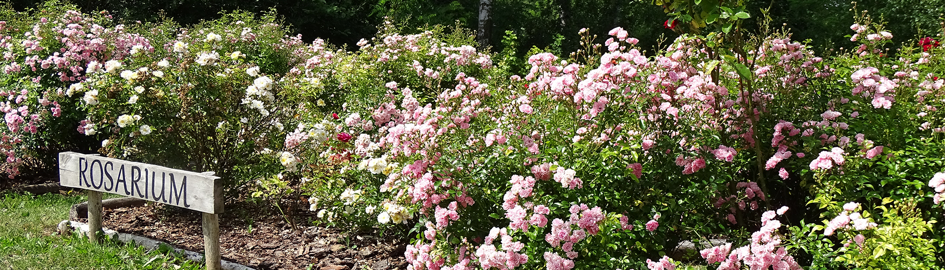 Radzionkow-2-Rosarium_dekstop