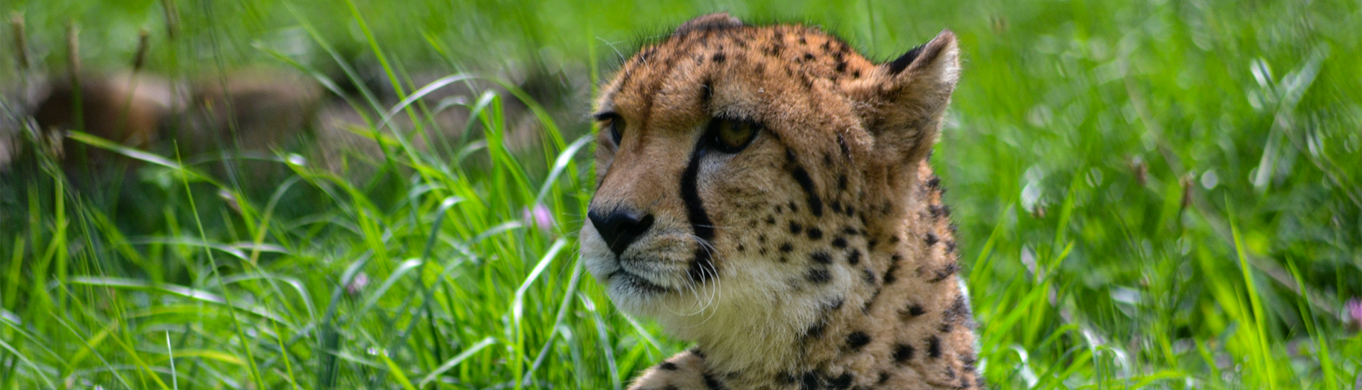 Chorzow-ZOO_desktop