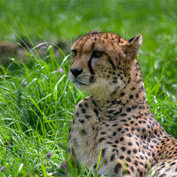Chorzow-ZOO_mobile
